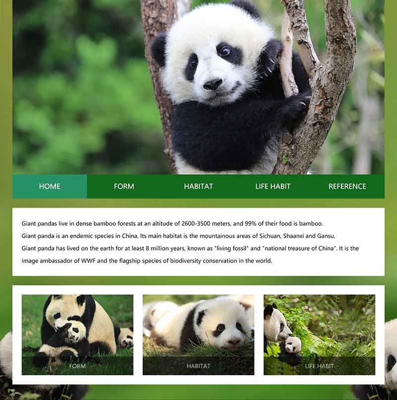 Giant-Panda